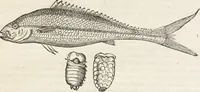 An illustration from Museum Wormianum, seu, Historia rerum rariorum : tam naturalium, quam artificialium, tam domesticarum, quam exoticarum, quae Hafniae Danorum in aedibus authoris servantur (1655)