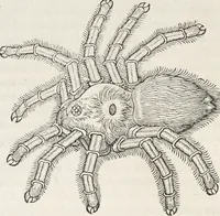 An illustration from Museum Wormianum, seu, Historia rerum rariorum : tam naturalium, quam artificialium, tam domesticarum, quam exoticarum, quae Hafniae Danorum in aedibus authoris servantur (1655)