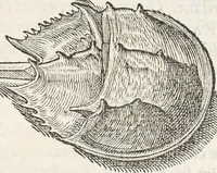 An illustration from Museum Wormianum, seu, Historia rerum rariorum : tam naturalium, quam artificialium, tam domesticarum, quam exoticarum, quae Hafniae Danorum in aedibus authoris servantur (1655)