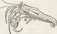 An illustration from Museum Wormianum, seu, Historia rerum rariorum : tam naturalium, quam artificialium, tam domesticarum, quam exoticarum, quae Hafniae Danorum in aedibus authoris servantur (1655)