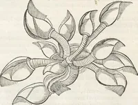 An illustration from Museum Wormianum, seu, Historia rerum rariorum : tam naturalium, quam artificialium, tam domesticarum, quam exoticarum, quae Hafniae Danorum in aedibus authoris servantur (1655)