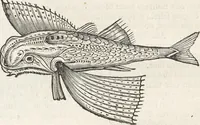 An illustration from Museum Wormianum, seu, Historia rerum rariorum : tam naturalium, quam artificialium, tam domesticarum, quam exoticarum, quae Hafniae Danorum in aedibus authoris servantur (1655)