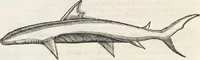 An illustration from Museum Wormianum, seu, Historia rerum rariorum : tam naturalium, quam artificialium, tam domesticarum, quam exoticarum, quae Hafniae Danorum in aedibus authoris servantur (1655)