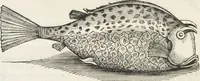 An illustration from Museum Wormianum, seu, Historia rerum rariorum : tam naturalium, quam artificialium, tam domesticarum, quam exoticarum, quae Hafniae Danorum in aedibus authoris servantur (1655)