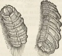 An illustration from Museum Wormianum, seu, Historia rerum rariorum : tam naturalium, quam artificialium, tam domesticarum, quam exoticarum, quae Hafniae Danorum in aedibus authoris servantur (1655)