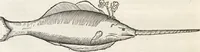 An illustration from Museum Wormianum, seu, Historia rerum rariorum : tam naturalium, quam artificialium, tam domesticarum, quam exoticarum, quae Hafniae Danorum in aedibus authoris servantur (1655)