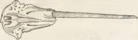 An illustration from Museum Wormianum, seu, Historia rerum rariorum : tam naturalium, quam artificialium, tam domesticarum, quam exoticarum, quae Hafniae Danorum in aedibus authoris servantur (1655)