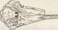 An illustration from Museum Wormianum, seu, Historia rerum rariorum : tam naturalium, quam artificialium, tam domesticarum, quam exoticarum, quae Hafniae Danorum in aedibus authoris servantur (1655)