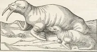 An illustration from Museum Wormianum, seu, Historia rerum rariorum : tam naturalium, quam artificialium, tam domesticarum, quam exoticarum, quae Hafniae Danorum in aedibus authoris servantur (1655)