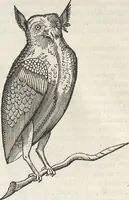 An illustration from Museum Wormianum, seu, Historia rerum rariorum : tam naturalium, quam artificialium, tam domesticarum, quam exoticarum, quae Hafniae Danorum in aedibus authoris servantur (1655)