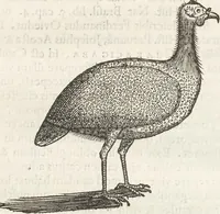 An illustration from Museum Wormianum, seu, Historia rerum rariorum : tam naturalium, quam artificialium, tam domesticarum, quam exoticarum, quae Hafniae Danorum in aedibus authoris servantur (1655)