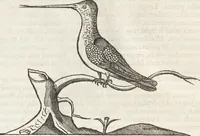 An illustration from Museum Wormianum, seu, Historia rerum rariorum : tam naturalium, quam artificialium, tam domesticarum, quam exoticarum, quae Hafniae Danorum in aedibus authoris servantur (1655)