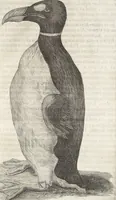 An illustration from Museum Wormianum, seu, Historia rerum rariorum : tam naturalium, quam artificialium, tam domesticarum, quam exoticarum, quae Hafniae Danorum in aedibus authoris servantur (1655)