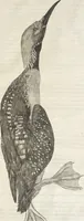 An illustration from Museum Wormianum, seu, Historia rerum rariorum : tam naturalium, quam artificialium, tam domesticarum, quam exoticarum, quae Hafniae Danorum in aedibus authoris servantur (1655)