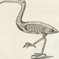 An illustration from Museum Wormianum, seu, Historia rerum rariorum : tam naturalium, quam artificialium, tam domesticarum, quam exoticarum, quae Hafniae Danorum in aedibus authoris servantur (1655)
