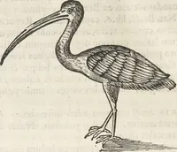 An illustration from Museum Wormianum, seu, Historia rerum rariorum : tam naturalium, quam artificialium, tam domesticarum, quam exoticarum, quae Hafniae Danorum in aedibus authoris servantur (1655)