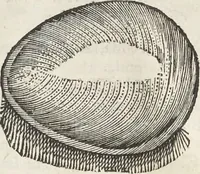 An illustration from Museum Wormianum, seu, Historia rerum rariorum : tam naturalium, quam artificialium, tam domesticarum, quam exoticarum, quae Hafniae Danorum in aedibus authoris servantur (1655)
