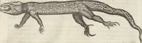 An illustration from Museum Wormianum, seu, Historia rerum rariorum : tam naturalium, quam artificialium, tam domesticarum, quam exoticarum, quae Hafniae Danorum in aedibus authoris servantur (1655)