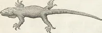 An illustration from Museum Wormianum, seu, Historia rerum rariorum : tam naturalium, quam artificialium, tam domesticarum, quam exoticarum, quae Hafniae Danorum in aedibus authoris servantur (1655)