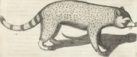 An illustration from Museum Wormianum, seu, Historia rerum rariorum : tam naturalium, quam artificialium, tam domesticarum, quam exoticarum, quae Hafniae Danorum in aedibus authoris servantur (1655)