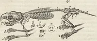 An illustration from Museum Wormianum, seu, Historia rerum rariorum : tam naturalium, quam artificialium, tam domesticarum, quam exoticarum, quae Hafniae Danorum in aedibus authoris servantur (1655)