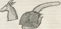 An illustration from Museum Wormianum, seu, Historia rerum rariorum : tam naturalium, quam artificialium, tam domesticarum, quam exoticarum, quae Hafniae Danorum in aedibus authoris servantur (1655)