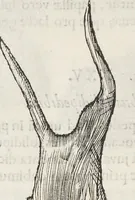 An illustration from Museum Wormianum, seu, Historia rerum rariorum : tam naturalium, quam artificialium, tam domesticarum, quam exoticarum, quae Hafniae Danorum in aedibus authoris servantur (1655)