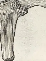 An illustration from Museum Wormianum, seu, Historia rerum rariorum : tam naturalium, quam artificialium, tam domesticarum, quam exoticarum, quae Hafniae Danorum in aedibus authoris servantur (1655)