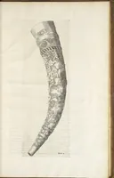 An illustration from Museum Wormianum, seu, Historia rerum rariorum : tam naturalium, quam artificialium, tam domesticarum, quam exoticarum, quae Hafniae Danorum in aedibus authoris servantur (1655)