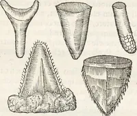 An illustration from Museum Wormianum, seu, Historia rerum rariorum : tam naturalium, quam artificialium, tam domesticarum, quam exoticarum, quae Hafniae Danorum in aedibus authoris servantur (1655)