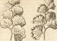 An illustration from A new and complete dictionary of arts and sciences : comprehending all the branches of useful knowledge, with accurate descriptions as well of the various machines, instruments, tools, figures, and schemes necessary for illustrating them, as of the classes, kinds, preparations, and uses of natural productions, whether animals, vegetables, minerals, fossils, or fluids : together with the kingdoms, provinces, cities, towns, and other remarkable places throughout the world : illustrated with above three hundred copper-plates, engraved by Mr. Jefferys, geographer to His Majesty : the whole extracted from the best authors in all languages (1763)