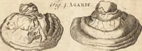 Picture 17 of 153 from A new and complete dictionary of arts and sciences : comprehending all the branches of useful knowledge, with accurate descriptions as well of the various machines, instruments, tools, figures, and schemes necessary for illustrating them, as of the classes, kinds, preparations, and uses of natural productions, whether animals, vegetables, minerals, fossils, or fluids : together with the kingdoms, provinces, cities, towns, and other remarkable places throughout the world : illustrated with above three hundred copper-plates, engraved by Mr. Jefferys, geographer to His Majesty : the whole extracted from the best authors in all languages (1763), leaf 104