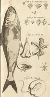 Picture 18 of 153 from A new and complete dictionary of arts and sciences : comprehending all the branches of useful knowledge, with accurate descriptions as well of the various machines, instruments, tools, figures, and schemes necessary for illustrating them, as of the classes, kinds, preparations, and uses of natural productions, whether animals, vegetables, minerals, fossils, or fluids : together with the kingdoms, provinces, cities, towns, and other remarkable places throughout the world : illustrated with above three hundred copper-plates, engraved by Mr. Jefferys, geographer to His Majesty : the whole extracted from the best authors in all languages (1763), leaf 114