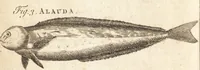 Picture 22 of 153 from A new and complete dictionary of arts and sciences : comprehending all the branches of useful knowledge, with accurate descriptions as well of the various machines, instruments, tools, figures, and schemes necessary for illustrating them, as of the classes, kinds, preparations, and uses of natural productions, whether animals, vegetables, minerals, fossils, or fluids : together with the kingdoms, provinces, cities, towns, and other remarkable places throughout the world : illustrated with above three hundred copper-plates, engraved by Mr. Jefferys, geographer to His Majesty : the whole extracted from the best authors in all languages (1763), leaf 131