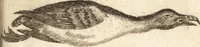 An illustration from A new and complete dictionary of arts and sciences : comprehending all the branches of useful knowledge, with accurate descriptions as well of the various machines, instruments, tools, figures, and schemes necessary for illustrating them, as of the classes, kinds, preparations, and uses of natural productions, whether animals, vegetables, minerals, fossils, or fluids : together with the kingdoms, provinces, cities, towns, and other remarkable places throughout the world : illustrated with above three hundred copper-plates, engraved by Mr. Jefferys, geographer to His Majesty : the whole extracted from the best authors in all languages (1763)