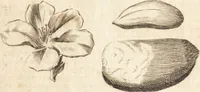 Picture 33 of 153 from A new and complete dictionary of arts and sciences : comprehending all the branches of useful knowledge, with accurate descriptions as well of the various machines, instruments, tools, figures, and schemes necessary for illustrating them, as of the classes, kinds, preparations, and uses of natural productions, whether animals, vegetables, minerals, fossils, or fluids : together with the kingdoms, provinces, cities, towns, and other remarkable places throughout the world : illustrated with above three hundred copper-plates, engraved by Mr. Jefferys, geographer to His Majesty : the whole extracted from the best authors in all languages (1763), leaf 185