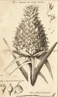 Picture 34 of 153 from A new and complete dictionary of arts and sciences : comprehending all the branches of useful knowledge, with accurate descriptions as well of the various machines, instruments, tools, figures, and schemes necessary for illustrating them, as of the classes, kinds, preparations, and uses of natural productions, whether animals, vegetables, minerals, fossils, or fluids : together with the kingdoms, provinces, cities, towns, and other remarkable places throughout the world : illustrated with above three hundred copper-plates, engraved by Mr. Jefferys, geographer to His Majesty : the whole extracted from the best authors in all languages (1763), leaf 195