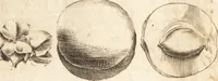 Picture 42 of 153 from A new and complete dictionary of arts and sciences : comprehending all the branches of useful knowledge, with accurate descriptions as well of the various machines, instruments, tools, figures, and schemes necessary for illustrating them, as of the classes, kinds, preparations, and uses of natural productions, whether animals, vegetables, minerals, fossils, or fluids : together with the kingdoms, provinces, cities, towns, and other remarkable places throughout the world : illustrated with above three hundred copper-plates, engraved by Mr. Jefferys, geographer to His Majesty : the whole extracted from the best authors in all languages (1763), leaf 237