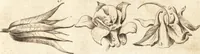 An illustration from A new and complete dictionary of arts and sciences : comprehending all the branches of useful knowledge, with accurate descriptions as well of the various machines, instruments, tools, figures, and schemes necessary for illustrating them, as of the classes, kinds, preparations, and uses of natural productions, whether animals, vegetables, minerals, fossils, or fluids : together with the kingdoms, provinces, cities, towns, and other remarkable places throughout the world : illustrated with above three hundred copper-plates, engraved by Mr. Jefferys, geographer to His Majesty : the whole extracted from the best authors in all languages (1763)
