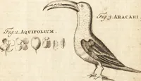 Picture 44 of 153 from A new and complete dictionary of arts and sciences : comprehending all the branches of useful knowledge, with accurate descriptions as well of the various machines, instruments, tools, figures, and schemes necessary for illustrating them, as of the classes, kinds, preparations, and uses of natural productions, whether animals, vegetables, minerals, fossils, or fluids : together with the kingdoms, provinces, cities, towns, and other remarkable places throughout the world : illustrated with above three hundred copper-plates, engraved by Mr. Jefferys, geographer to His Majesty : the whole extracted from the best authors in all languages (1763), leaf 256