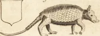 Picture 47 of 153 from A new and complete dictionary of arts and sciences : comprehending all the branches of useful knowledge, with accurate descriptions as well of the various machines, instruments, tools, figures, and schemes necessary for illustrating them, as of the classes, kinds, preparations, and uses of natural productions, whether animals, vegetables, minerals, fossils, or fluids : together with the kingdoms, provinces, cities, towns, and other remarkable places throughout the world : illustrated with above three hundred copper-plates, engraved by Mr. Jefferys, geographer to His Majesty : the whole extracted from the best authors in all languages (1763), leaf 256