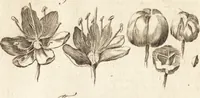 An illustration from A new and complete dictionary of arts and sciences : comprehending all the branches of useful knowledge, with accurate descriptions as well of the various machines, instruments, tools, figures, and schemes necessary for illustrating them, as of the classes, kinds, preparations, and uses of natural productions, whether animals, vegetables, minerals, fossils, or fluids : together with the kingdoms, provinces, cities, towns, and other remarkable places throughout the world : illustrated with above three hundred copper-plates, engraved by Mr. Jefferys, geographer to His Majesty : the whole extracted from the best authors in all languages (1763)