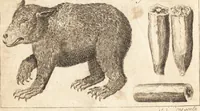 An illustration from A new and complete dictionary of arts and sciences : comprehending all the branches of useful knowledge, with accurate descriptions as well of the various machines, instruments, tools, figures, and schemes necessary for illustrating them, as of the classes, kinds, preparations, and uses of natural productions, whether animals, vegetables, minerals, fossils, or fluids : together with the kingdoms, provinces, cities, towns, and other remarkable places throughout the world : illustrated with above three hundred copper-plates, engraved by Mr. Jefferys, geographer to His Majesty : the whole extracted from the best authors in all languages (1763)