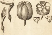 Picture 64 of 153 from A new and complete dictionary of arts and sciences : comprehending all the branches of useful knowledge, with accurate descriptions as well of the various machines, instruments, tools, figures, and schemes necessary for illustrating them, as of the classes, kinds, preparations, and uses of natural productions, whether animals, vegetables, minerals, fossils, or fluids : together with the kingdoms, provinces, cities, towns, and other remarkable places throughout the world : illustrated with above three hundred copper-plates, engraved by Mr. Jefferys, geographer to His Majesty : the whole extracted from the best authors in all languages (1763), leaf 400
