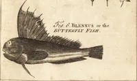 Picture 65 of 153 from A new and complete dictionary of arts and sciences : comprehending all the branches of useful knowledge, with accurate descriptions as well of the various machines, instruments, tools, figures, and schemes necessary for illustrating them, as of the classes, kinds, preparations, and uses of natural productions, whether animals, vegetables, minerals, fossils, or fluids : together with the kingdoms, provinces, cities, towns, and other remarkable places throughout the world : illustrated with above three hundred copper-plates, engraved by Mr. Jefferys, geographer to His Majesty : the whole extracted from the best authors in all languages (1763), leaf 400