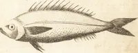 An illustration from A new and complete dictionary of arts and sciences : comprehending all the branches of useful knowledge, with accurate descriptions as well of the various machines, instruments, tools, figures, and schemes necessary for illustrating them, as of the classes, kinds, preparations, and uses of natural productions, whether animals, vegetables, minerals, fossils, or fluids : together with the kingdoms, provinces, cities, towns, and other remarkable places throughout the world : illustrated with above three hundred copper-plates, engraved by Mr. Jefferys, geographer to His Majesty : the whole extracted from the best authors in all languages (1763)