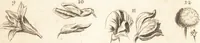 An illustration from A new and complete dictionary of arts and sciences : comprehending all the branches of useful knowledge, with accurate descriptions as well of the various machines, instruments, tools, figures, and schemes necessary for illustrating them, as of the classes, kinds, preparations, and uses of natural productions, whether animals, vegetables, minerals, fossils, or fluids : together with the kingdoms, provinces, cities, towns, and other remarkable places throughout the world : illustrated with above three hundred copper-plates, engraved by Mr. Jefferys, geographer to His Majesty : the whole extracted from the best authors in all languages (1763)