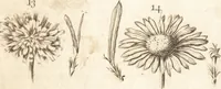Picture 71 of 153 from A new and complete dictionary of arts and sciences : comprehending all the branches of useful knowledge, with accurate descriptions as well of the various machines, instruments, tools, figures, and schemes necessary for illustrating them, as of the classes, kinds, preparations, and uses of natural productions, whether animals, vegetables, minerals, fossils, or fluids : together with the kingdoms, provinces, cities, towns, and other remarkable places throughout the world : illustrated with above three hundred copper-plates, engraved by Mr. Jefferys, geographer to His Majesty : the whole extracted from the best authors in all languages (1763), leaf 431