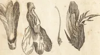 Picture 5 of 153 from A new and complete dictionary of arts and sciences : comprehending all the branches of useful knowledge, with accurate descriptions as well of the various machines, instruments, tools, figures, and schemes necessary for illustrating them, as of the classes, kinds, preparations, and uses of natural productions, whether animals, vegetables, minerals, fossils, or fluids : together with the kingdoms, provinces, cities, towns, and other remarkable places throughout the world : illustrated with above three hundred copper-plates, engraved by Mr. Jefferys, geographer to His Majesty : the whole extracted from the best authors in all languages (1763), leaf 49