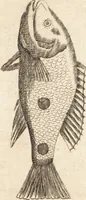 An illustration from A new and complete dictionary of arts and sciences : comprehending all the branches of useful knowledge, with accurate descriptions as well of the various machines, instruments, tools, figures, and schemes necessary for illustrating them, as of the classes, kinds, preparations, and uses of natural productions, whether animals, vegetables, minerals, fossils, or fluids : together with the kingdoms, provinces, cities, towns, and other remarkable places throughout the world : illustrated with above three hundred copper-plates, engraved by Mr. Jefferys, geographer to His Majesty : the whole extracted from the best authors in all languages (1763)